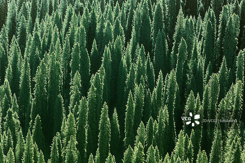 新疆特克斯县林区图片素材