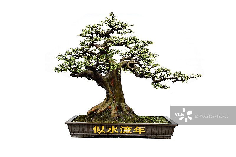 岭南盆景图片素材