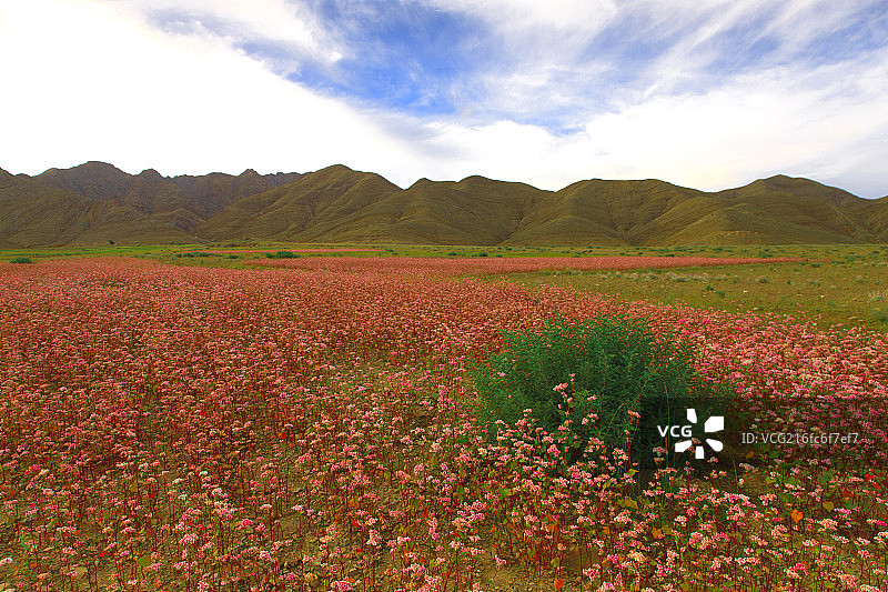 荞麦花海图片素材