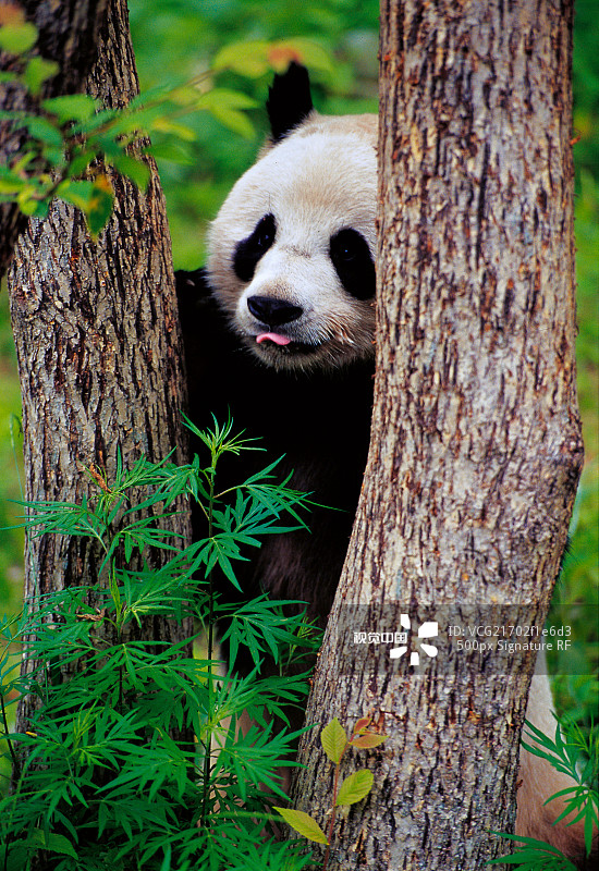 大熊猫图片素材