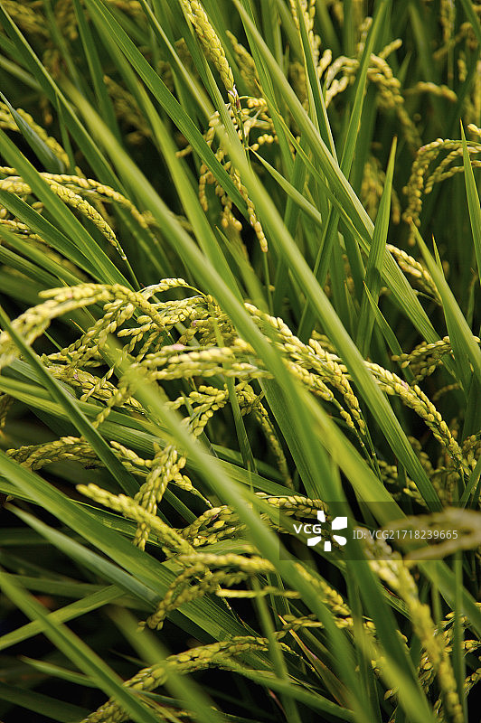 台湾,云林,斗南镇,稻田,农田,图片素材