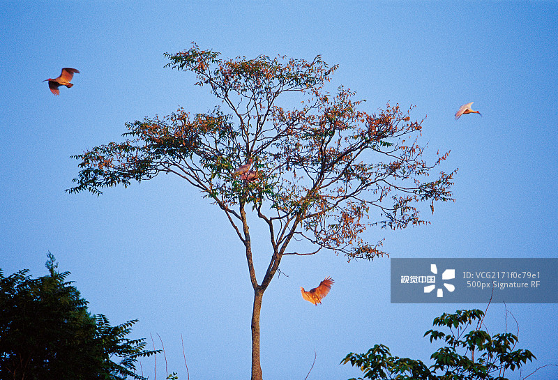 朱鹮鸟图片素材