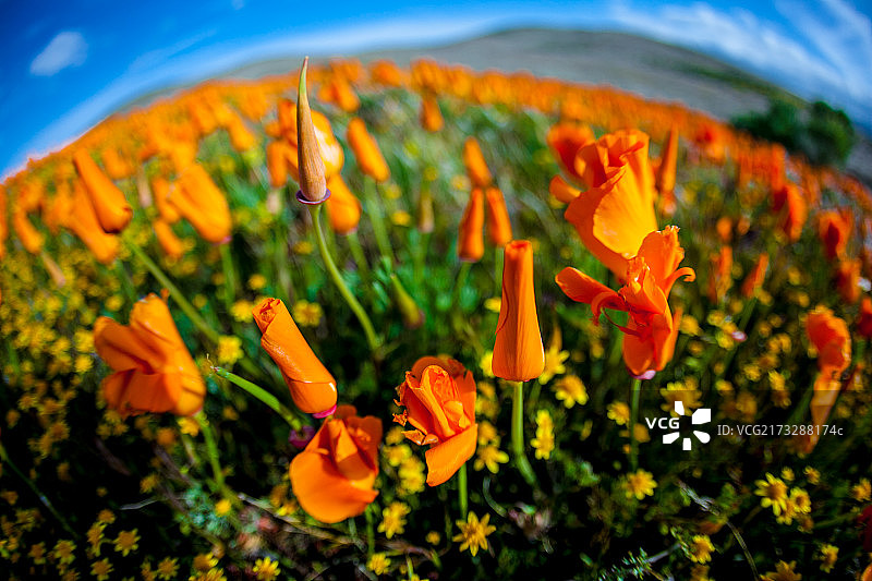 羚羊谷小罂粟花图片素材