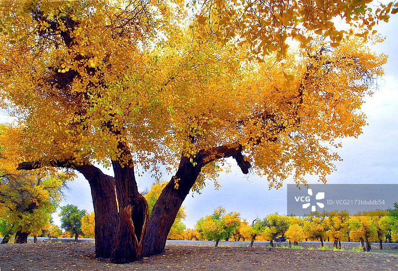 新疆胡杨林图片素材