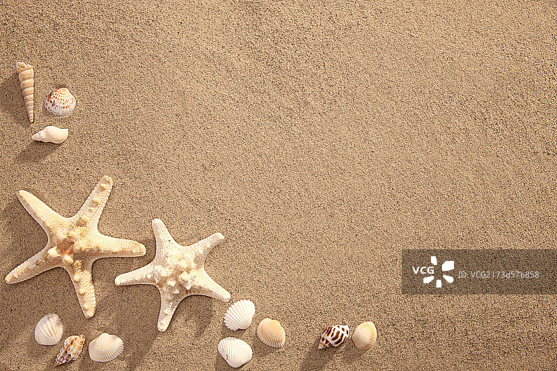 沙滩贝壳图片素材