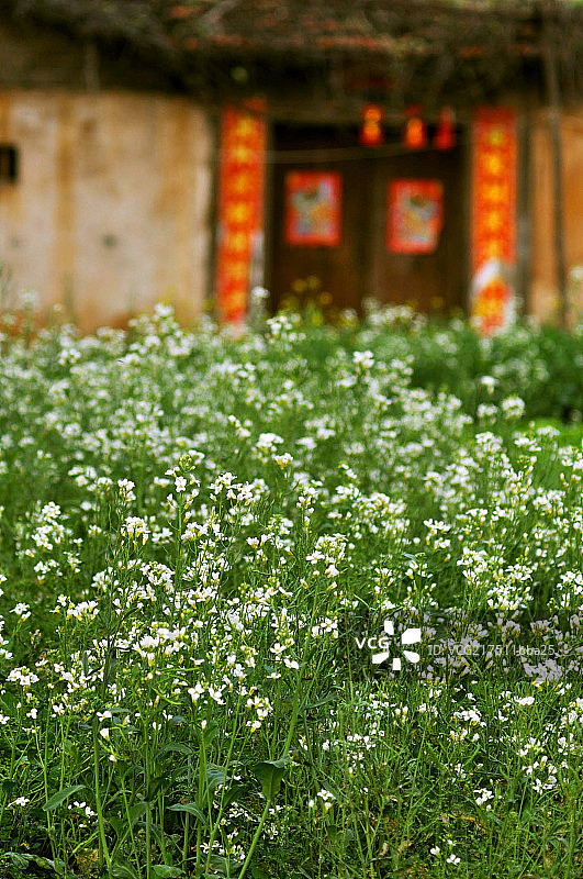白色油菜花图片素材
