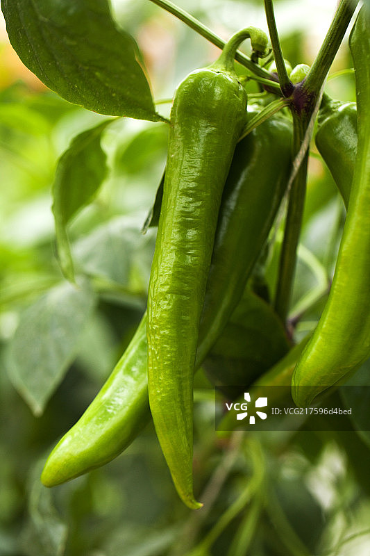 挂在枝头上的一串绿色辣椒图片素材