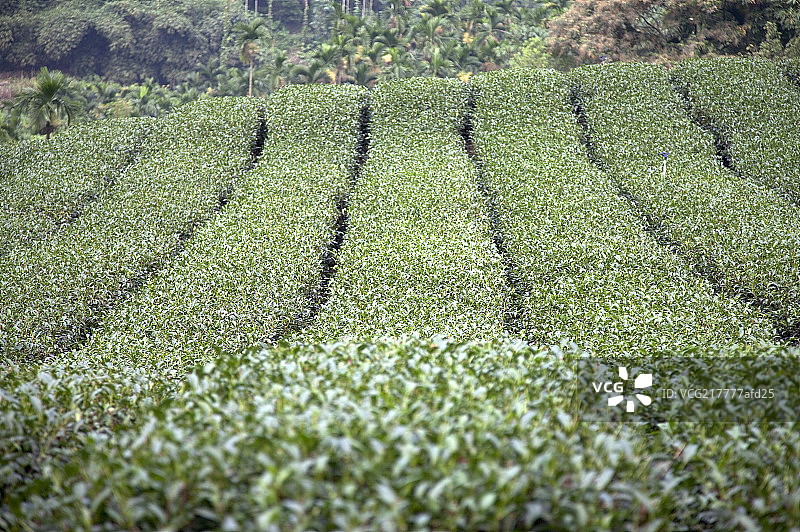 茶叶,茶园图片素材