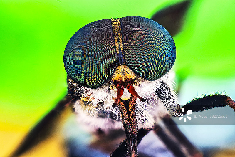 牛虻头部特写图片素材