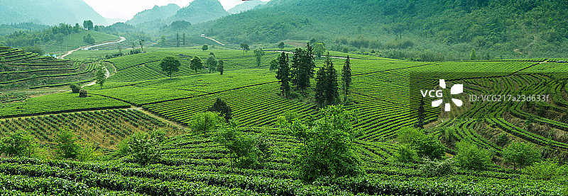 广东省英德市积庆里茶园图片素材