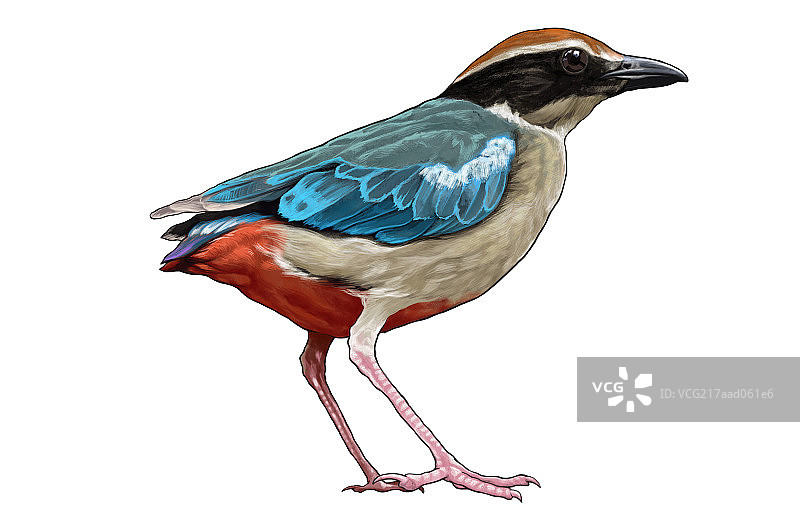八色鸟,鸟,插画,图片素材