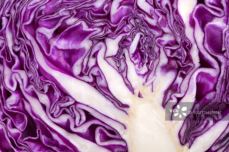 紫甘蓝特写图片素材