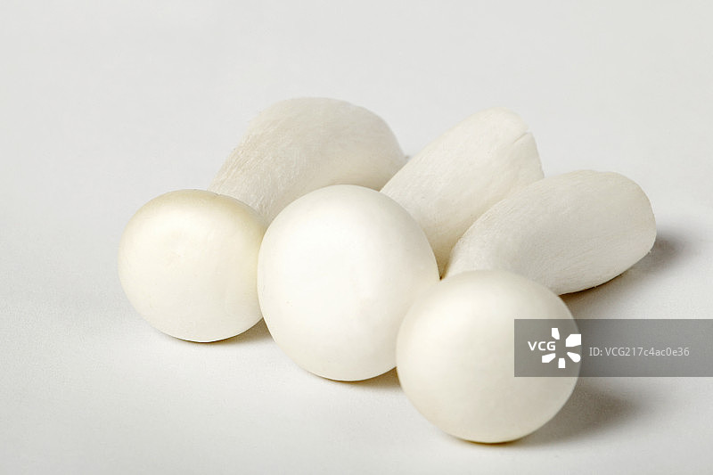 静物蘑菇图片素材