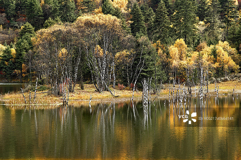 云南丽江普达措公园的碧塔海图片素材