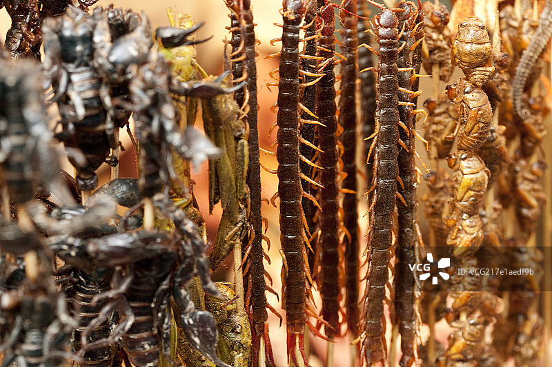 特色小吃炸昆虫图片素材