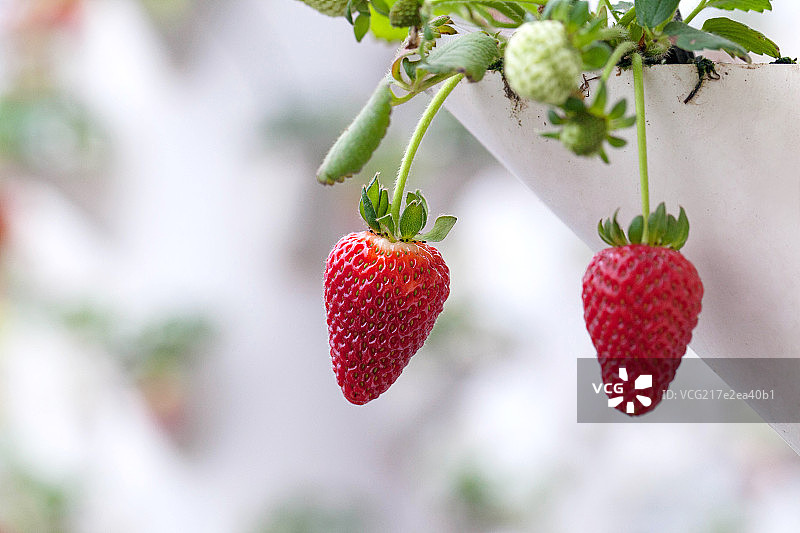 温室大棚中成熟的草莓图片素材
