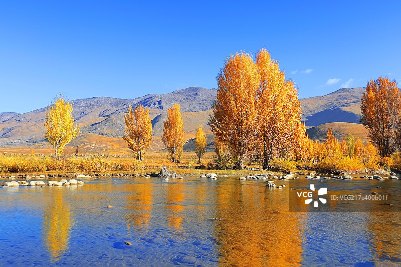 稻城亚丁青杨林风光图片素材