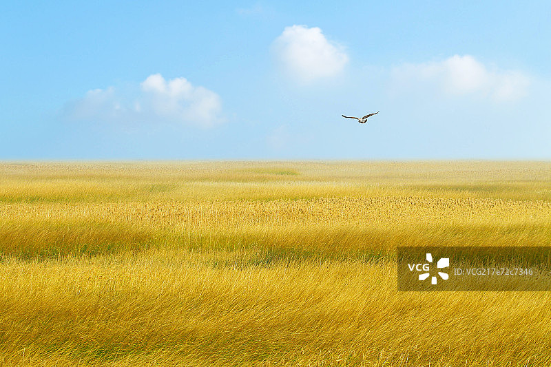 上海崇明东滩湿地图片素材