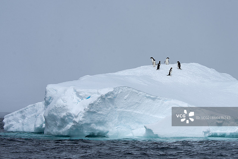 南极企鹅图片素材