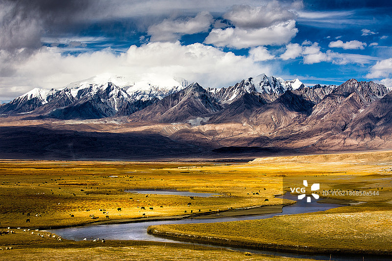 慕士塔格峰下奔跑的羊群图片素材
