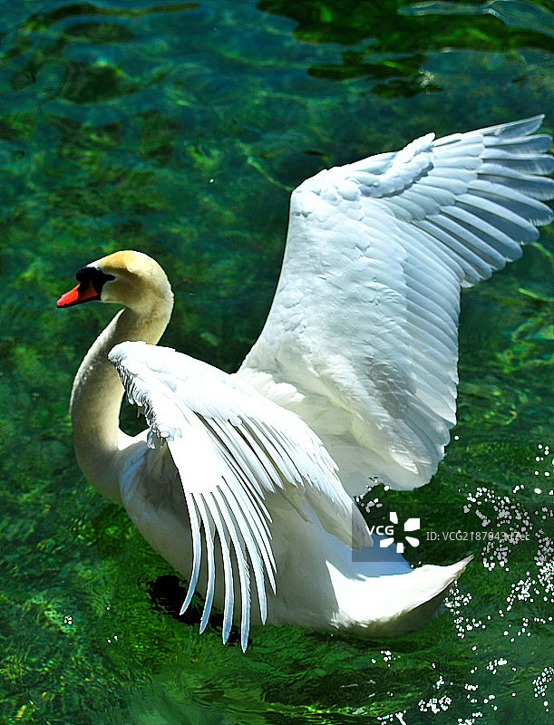 天鹅背影特写图片素材