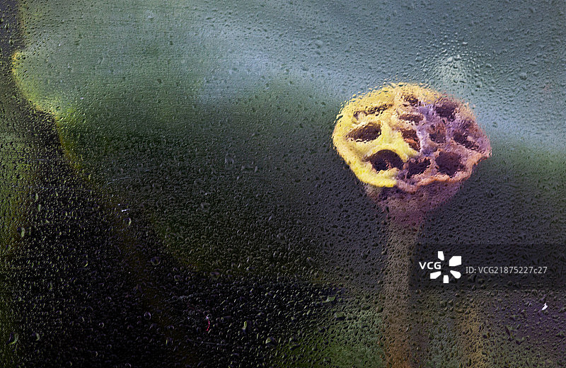 梦幻的莲藕图片素材