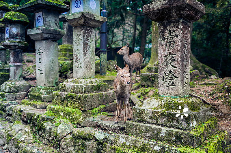 奈良鹿图片素材
