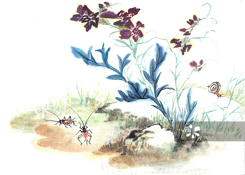 兰花，昆虫图片素材