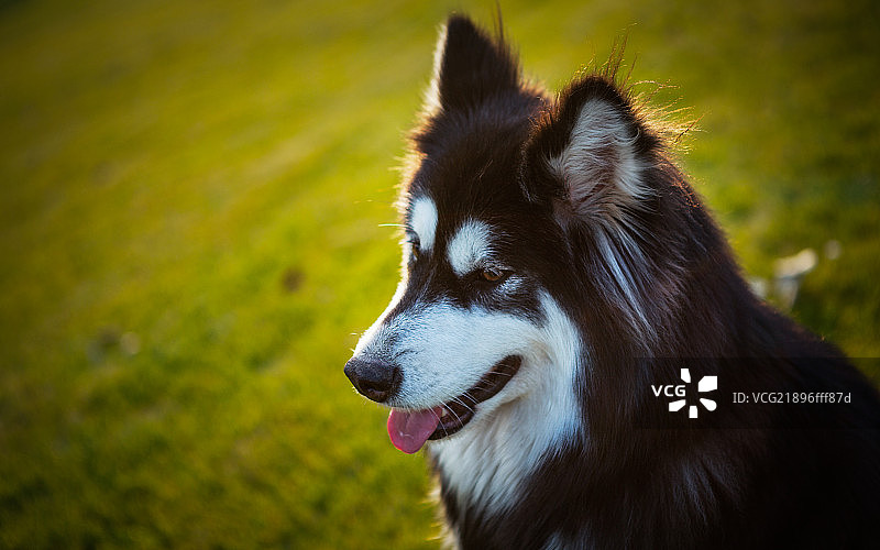 阿拉斯加雪橇犬图片素材