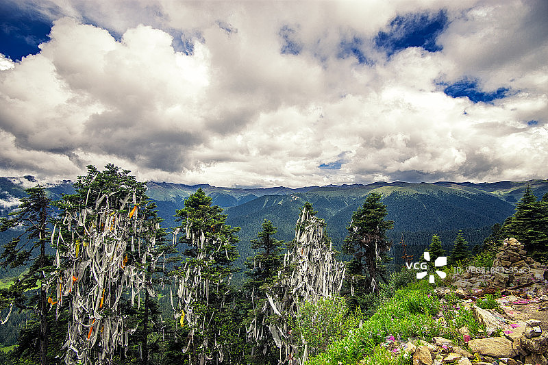 林芝鲁朗林海图片素材