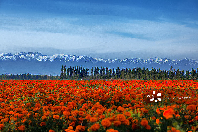 雪山红花图片素材