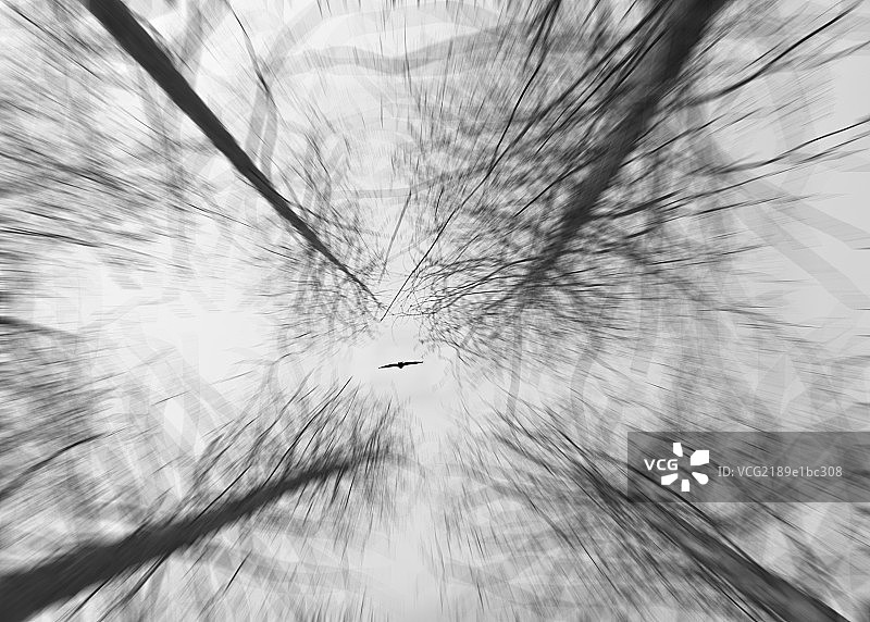 树下仰视飞鸟上冲图片素材