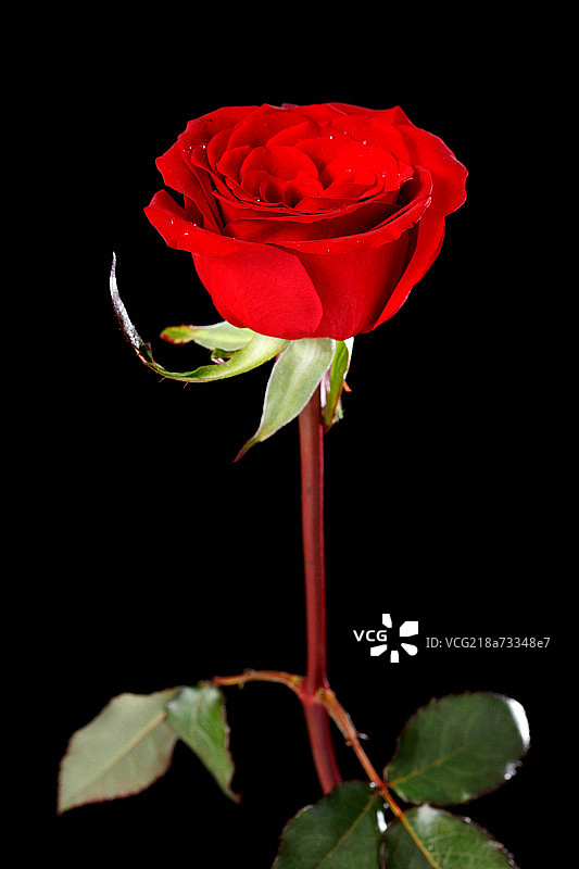 玫瑰花图片素材