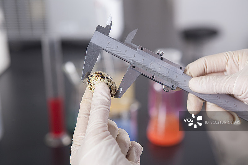 手用卡尺测量鹌鹑蛋图片素材
