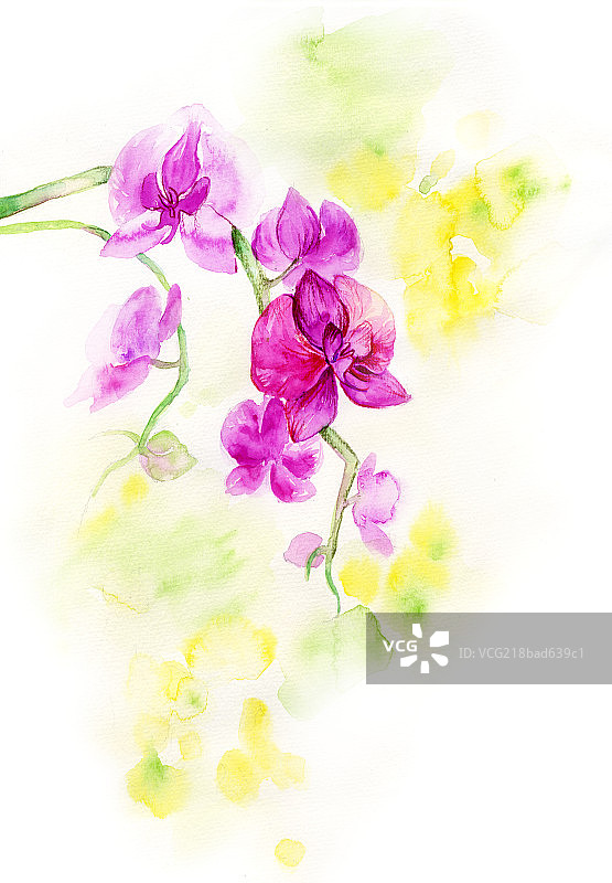 粉红兰花图片素材