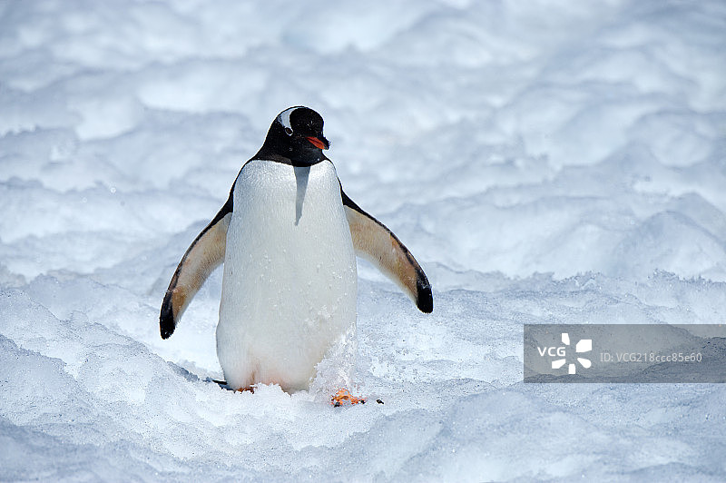 南极企鹅图片素材