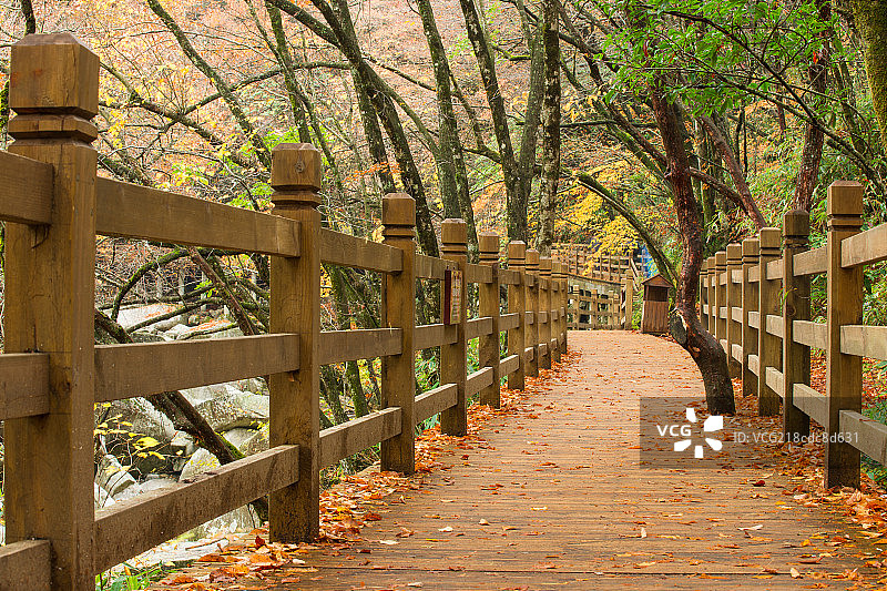秋天的四川光雾山风景区内的木栈道图片素材
