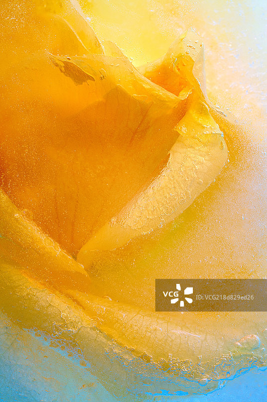 冰封的玫瑰图片素材