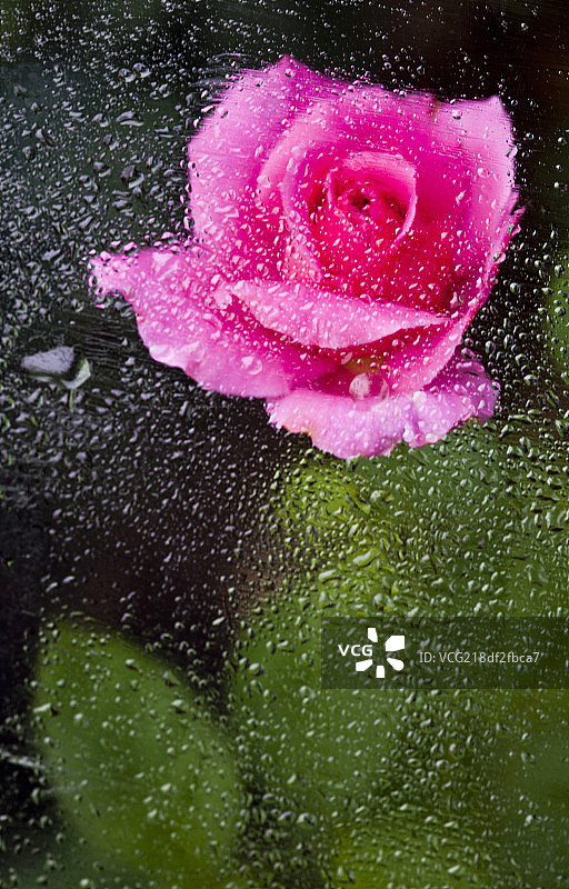 雨中玫瑰图片素材