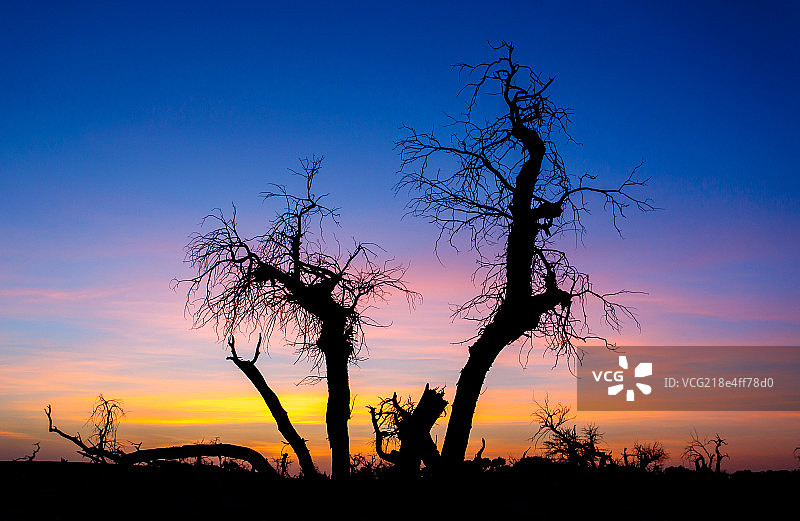 胡杨林的晚霞图片素材