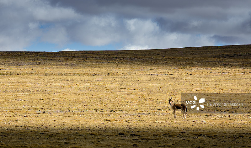 西藏野生动物图片素材