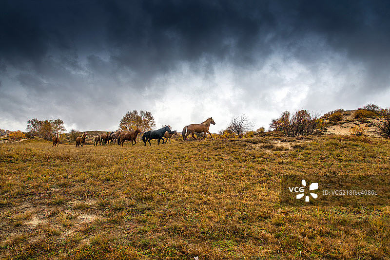 河北坝上秋景图片素材