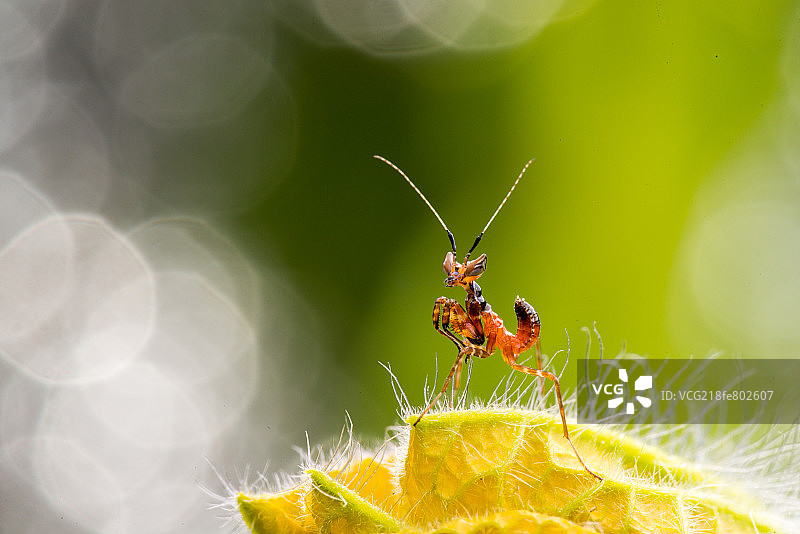 丽眼斑蜻图片素材