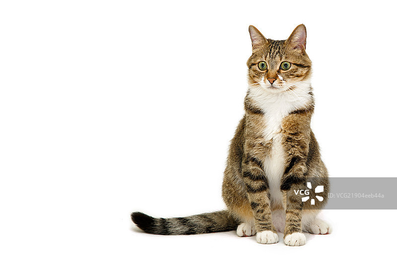 端坐的猫图片素材