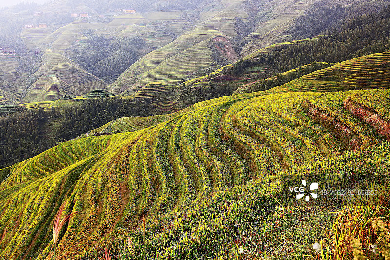 广西龙胜县和平乡金坑梯田图片素材