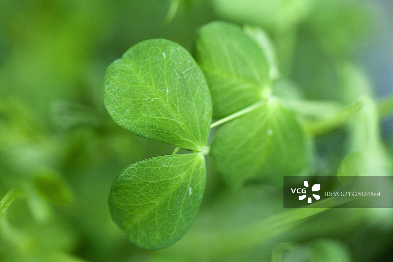 绿色的芽菜图片素材