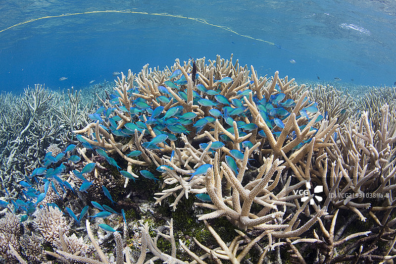Coral reef,Chuuk, Federated States of Micronesia图片素材