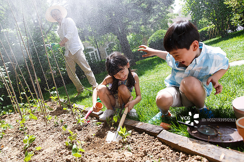 欢乐的家庭在菜园种菜图片素材