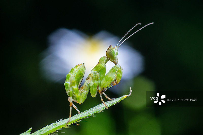 丽眼斑蜻图片素材