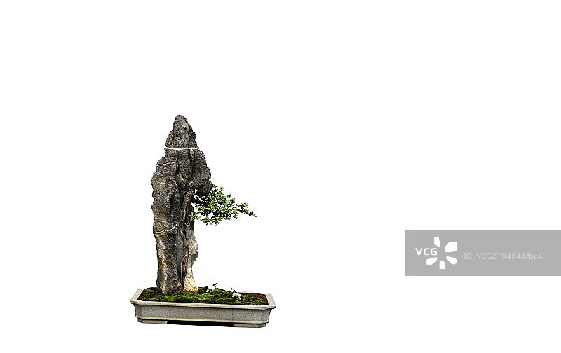 岭南盆景图片素材